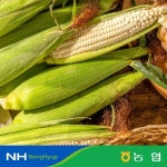 [immall] 쫀득쫀득! 알이 꽉 찬! 2025 평창농협 햇 미백찰옥수수 30개 13494811 | 홈쇼핑모아 [immall] 쫀득쫀득! 알이 꽉 찬! 2025... 