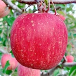 [immall] [밋앤밀] 풍기금계농장 GAP 고당도 정품 미얀마... 풍기금계농장 GAP 고당도 정품 미얀마 부사사과 5kg 중과(17-19과)... 