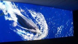 혹등고래 : 통합검색 : SBS SBS