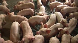 TBC 이종웅 : 통합검색 : SBS SBS