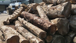 G1 윤수진 : 통합검색 : SBS SBS