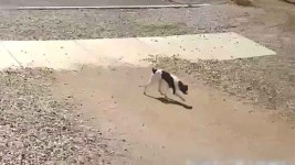 번호판 : 통합검색 : SBS SBS