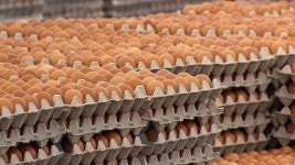 김양 : 통합검색 : SBS SBS