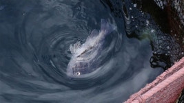 수온 : 통합검색 : SBS SBS