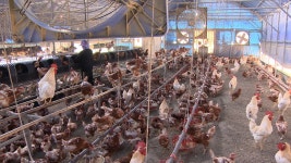 양계장 : 통합검색 : SBS SBS