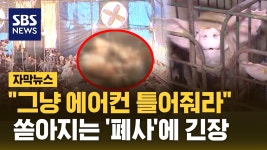 양계장 : 통합검색 : SBS SBS