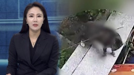 동물농장 : 통합검색 : SBS SBS