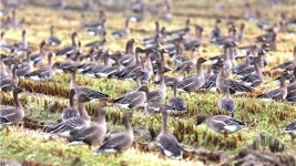 상류 : 통합검색 : SBS SBS