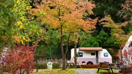 진달래 : 통합검색 : SBS SBS