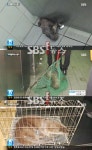 대구 지하철역 수달 출현, 천연기념물이 지하철역에 나타났다! | SBS 연예뉴스 대구 지하철역 수달 출현, 천연기념물이 지하철역에 나타났다!... 