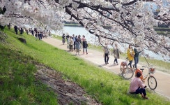 봄이 왔어요, 전국 곳곳 꽃축제 열려 > 포토갤러리 > 영상·포토 : 서울경제