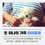 [북카드]나의 소중한 가족, 반려동물 | 세계일보 [북카드]나의 소중한 가족, 반려동물
