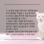 [북카드]나의 소중한 가족, 반려동물 | 세계일보 [북카드]나의 소중한 가족, 반려동물