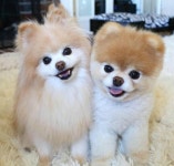 세상에서 가장 귀여운 강아지 부(Boo), 친구따라 하늘나라로… | 세계일보 세상에서 가장 귀여운 강아지 부(Boo), 친구따라 하늘나라로…