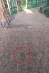 “치우기 싫으면 키우지 말던가” 개똥으로 몸살 앓는 효창공원... “치우기 싫으면 키우지 말던가” 개똥으로 몸살 앓는 효창공원 [김기자의 현장+]
