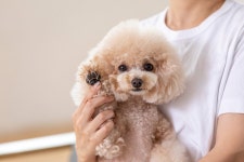 ‘황금연휴’ 애견호텔 비용 30만원 넘는 곳도…“괜찮은 곳은 예약도 힘들어” | 세계일보 ‘황금연휴’ 애견호텔 비용 30만원 넘는 곳도... 