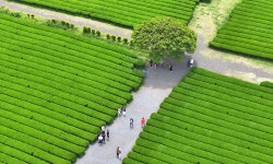 초록 녹차밭 한폭의 그림 | 세계일보 초록 녹차밭 한폭의 그림