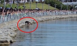 부산 상어 '부캉이' 찍다 휴대전화 '풍덩'…안전 사고 우려 | 세계일보 부산 상어 '부캉이' 찍다 휴대전화 '풍덩'…안전 사고 우려