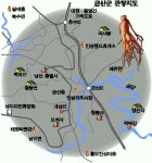 인삼…삼삼한 축제를 찾아서 | 서울신문 인삼…삼삼한 축제를 찾아서