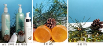 5월 솔잎 내시야를 덮다 | 서울신문 5월 솔잎 내시야를 덮다