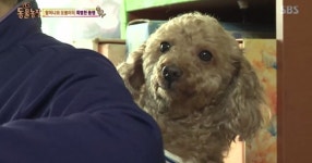 동물농장 교통사고 당한 오봉이 업고 다니는 할머니 ‘감동’ | 서울신문 동물농장 교통사고 당한 오봉이 업고 다니는 할머니 ‘감동’