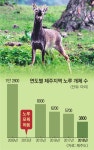노루가 사라진다… 제주, 1년간 포획 금지령 | 서울신문 노루가 사라진다… 제주, 1년간 포획 금지령