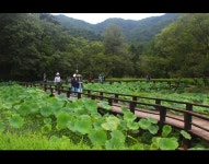 국내 최대 잣나무숲·홍천강 400리… 한국 대표 건강놀이터로 | 서울신문 국내 최대 잣나무숲·홍천강 400리… 한국 대표 건강놀이터로