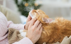 반려동물이 나를 구한 순간들…고양이 ‘미시’가 한 꾹꾹이의 의미는? | 서울신문 반려동물이 나를 구한 순간들…고양이 ‘미시’가 한... 