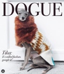 최신 트렌드, 보그(Vogue) 말고 ‘도그(Dogue)’ | 서울신문 최신 트렌드, 보그(Vogue) 말고 ‘도그(Dogue)’