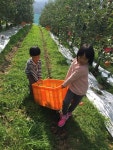 70년 뒤 사과 재배면적 0.9%뿐… “대 이은 과수원은 기억에만” | 서울신문 70년 뒤 사과 재배면적 0.9%뿐… “대 이은 과수원은 기억에만”