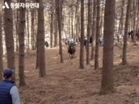 KBS ‘태종 이방원’ 말 사망 후속 조치… “CG로 최대한 구현” | 서울신문 KBS ‘태종 이방원’ 말 사망 후속 조치… “CG로 최대한 구현”