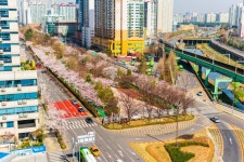 주말에 코로나 걱정 덜고 봄꽃 나들이 갈래? 서울 수도권 대표적인 꽃길은 | 서울신문 주말에 코로나 걱정 덜고 봄꽃 나들이 갈래? 서울 수도권... 