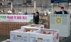 농협광주공판장, 경산 압량농협 복숭아 첫 출하 경매 | 서울신문 농협광주공판장, 경산 압량농협 복숭아 첫 출하 경매