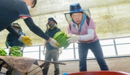 바나나농장에서 일일농부로 변신한 오영훈 도지사 | 서울신문 바나나농장에서 일일농부로 변신한 오영훈 도지사