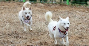 곰이·송강, 새 보금자리…1억원 모인 ‘文 반려견 달력’ | 서울신문 곰이·송강, 새 보금자리…1억원 모인 ‘文 반려견 달력’