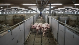 10년 일한 ‘태국인’ 노동자 사망하자…시신 유기한 농장주 | 서울신문 10년 일한 ‘태국인’ 노동자 사망하자…시신 유기한 농장주