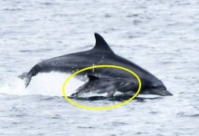 “셋째 낳았어요”…돌고래쇼 하다 바다로 돌아간 ‘삼팔이’ 근황 [포착] | 서울신문 “셋째 낳았어요”…돌고래쇼 하다 바다로 돌아간 ‘삼팔... 