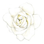 [이소영의 도시식물 탐색] 치자나무꽃 향이 가득한 계절 | 서울신문 [이소영의 도시식물 탐색] 치자나무꽃 향이 가득한 계절