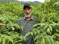 두릅 명인 이춘복 회장 “귀농, 인생 역전시킨 탁월한 선택” | 서울신문 두릅 명인 이춘복 회장 “귀농, 인생 역전시킨 탁월한 선택”