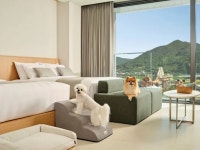 “집사야~ 마실도 여행도 같이 가개”… 펫팸족 사로잡을 핫플레이스 여기! | 서울신문 “집사야~ 마실도 여행도 같이 가개”… 펫팸족 사로잡을... 