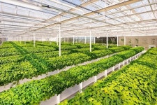 리만코리아, 독자 원료 자이언트 병풀, 리만팜 통해 스마트 재배 본격화 | 서울신문 리만코리아, 독자 원료 자이언트 병풀, 리만팜 통해 스마트... 