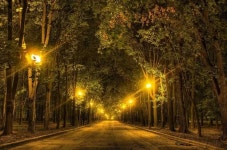 화려한 불야성 만드는 조명, 식물에는 독약 [사이언스 브런치] | 서울신문 화려한 불야성 만드는 조명, 식물에는 독약 [사이언스 브런치]