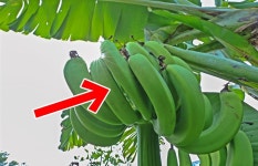 “동남아요? 한국입니다” 서울에 ‘바나나’ 주렁주렁 [포착] | 서울신문 “동남아요? 한국입니다” 서울에 ‘바나나’ 주렁주렁 [포착]