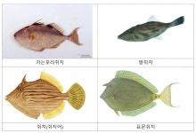 복어 독 20배 ‘이것’ 제주서 등장…“만지지도 마” 난리 난 이유 | 서울신문 복어 독 20배 ‘이것’ 제주서 등장…“만지지도 마” 난리 난... 