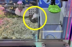 “조금만 옆으로!” 인형뽑기 기계에 햄스터 산 채로 ‘꿈틀’…기막힌 중국 게임장 | 서울신문 “조금만 옆으로!” 인형뽑기 기계에 햄스터 산... 