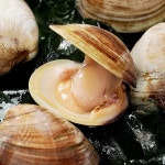 대풍수산식품 백합조개 소 2kg [1개] - 에누리 가격비교