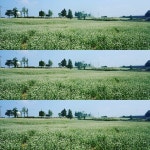 보리나라 학원농장 - 전북, 고창 | 맛집검색 식신