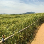 보리나라 학원농장 - 전북, 고창군, 공음면 | 맛집검색 식신