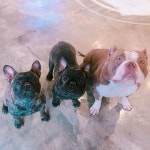 도그앤브루 - 대구, 수성구, 두산동 | 맛집검색 식신