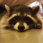 보니타 디 카페 - 경기, 부천시 소사구, 송내동 | 맛집검색 식신